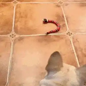 Cat Toy in Action