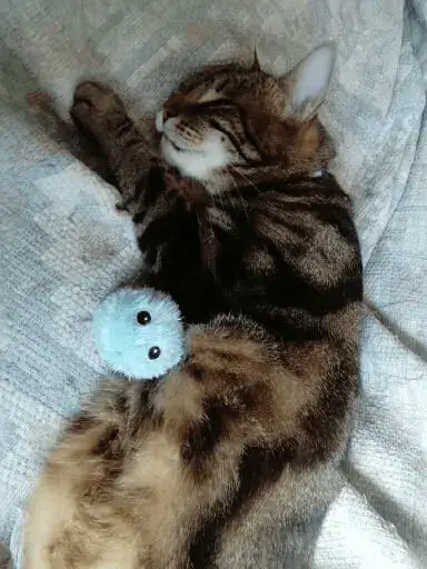 Interactive Cat Toy
