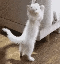 Furniture Scratch Protector on Furniture