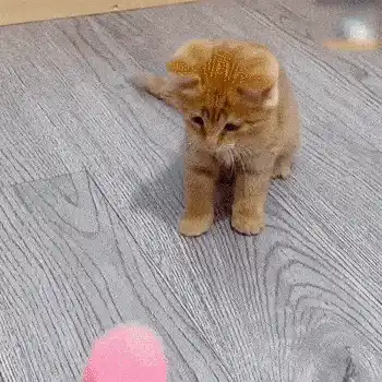Interactive Cat Toy