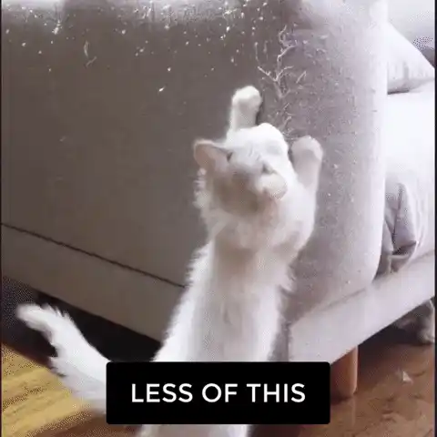 Animated GIF of Cat Scratching