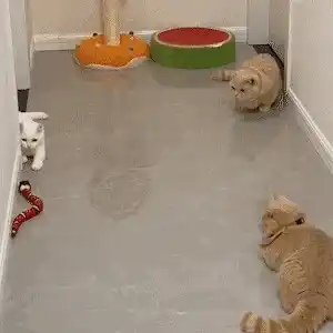 Interactive Cat Toy